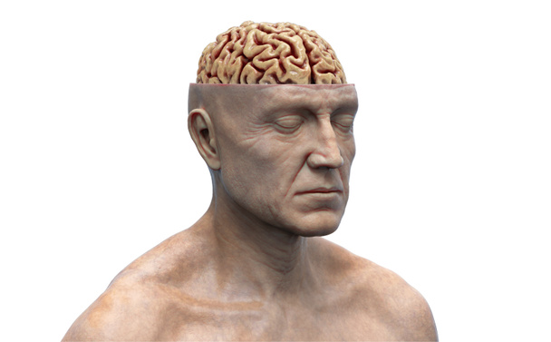 Bakış açısına göre insan vücudunun beyin anatomisi beyaz arkaplanda izole edilmiş - 3D görüntüleme - Fotoğraf, Görsel