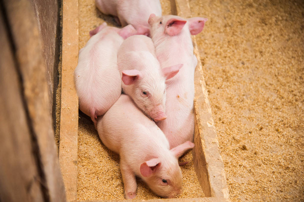 Домашні свині на фермі
 - Фото, зображення
