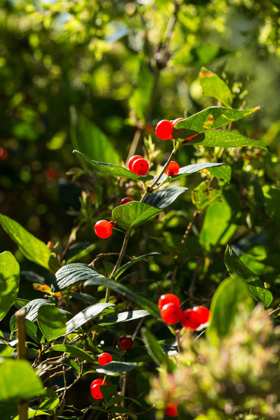 Stalk of bright red berries with green leaves and darker background - Fotó, kép