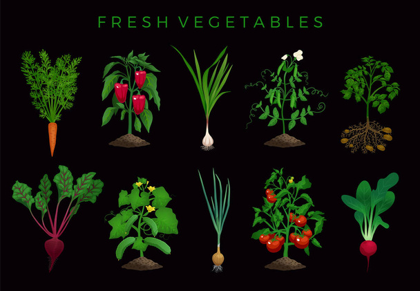 Органический набор свежих овощей
 - Вектор,изображение