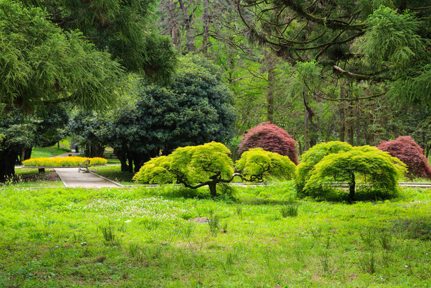 Чудовий краєвид ботанічного саду Батумі (Джорджія). - Фото, зображення