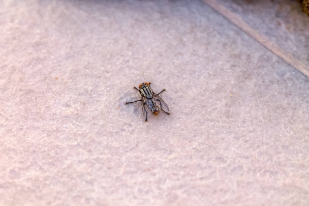 Vista dettagliata di una mosca nera appollaiata sul pavimento in ceramica
 - Foto, immagini