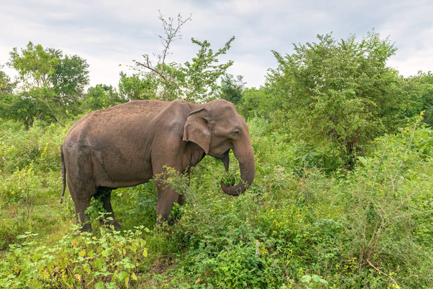 Portret dorosłego słonia cejlońskiego (Elephas maximus maximus), Sri Lanka - Zdjęcie, obraz