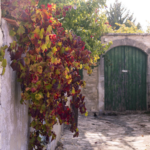 Colorful autumn vine leaves on a stone wall in a traditional Cypriot village - Fotó, kép
