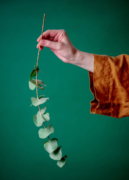Nainen omistaa eukalyptuksen oksan vihreällä taustalla
 - Valokuva, kuva