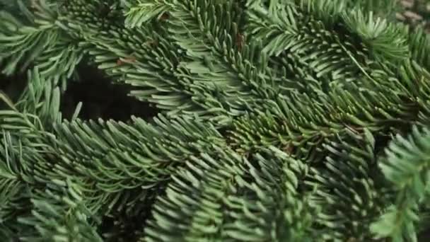 A living spruce tree branch with green fresh needles falls on a table close-up. Slow motion. Christmas and New Year Decorations - Séquence, vidéo