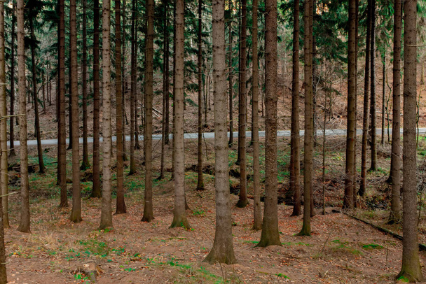 schöner Tannenwald in Polen - Foto, Bild