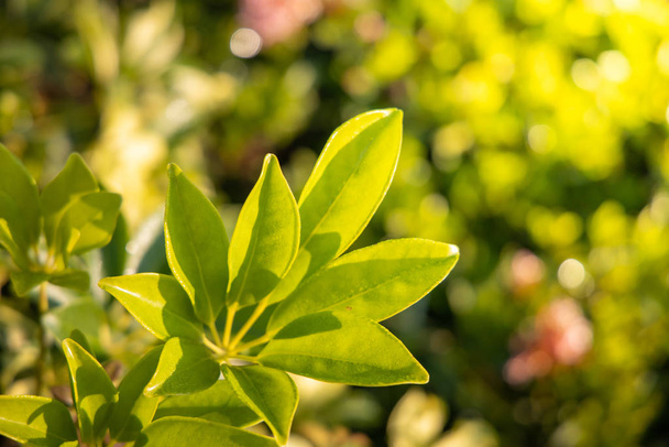 Close Up green leaf under sunlight in the garden. Natural backgr - Фото, изображение