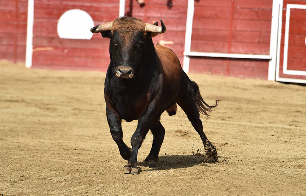 egy hatalmas bika fut egy bikagyűrűben Spanyolországban - Fotó, kép