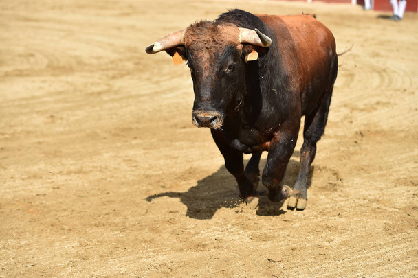 egy hatalmas bika fut egy bikagyűrűben Spanyolországban - Fotó, kép