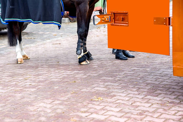 Close up de pernas de cavalo com botas de proteção
 - Foto, Imagem