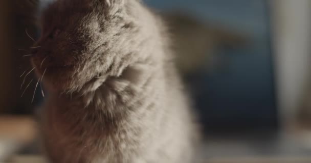 Bardzo bliski portret małego kotka mieszającego się w kamerę pokazującą zęby w zwolnionym tempie. Czysty kotek domagający się opieki pokarmowej makro twarz naturalne światło. Działalność na rzecz ochrony zwierząt - Materiał filmowy, wideo
