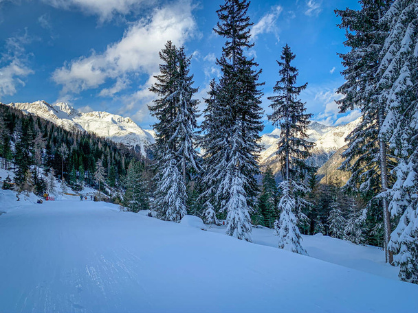 snow-covered trees stand at the edge of a slope in the ��tztal v - Fotó, kép