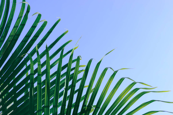 green leaf on tropical tree, summer in nature background - Photo, Image