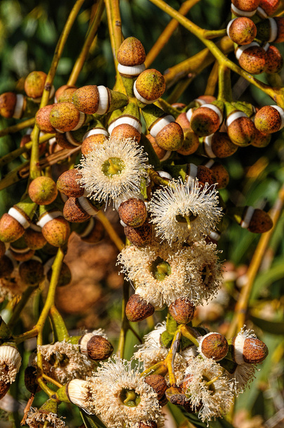 Eukalyptus-Blüten und -Knospen - Foto, Bild
