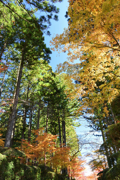 Belle forêt en saison d'automne
 - Photo, image