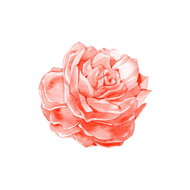 Handmade Watercolour tender red flower. Watercolor abstract rose - Valokuva, kuva