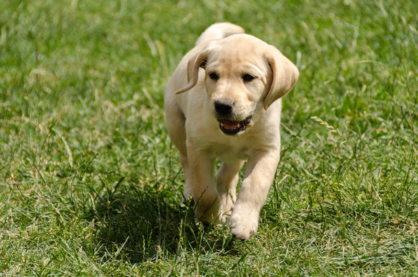 Labrador puppy - Photo, Image
