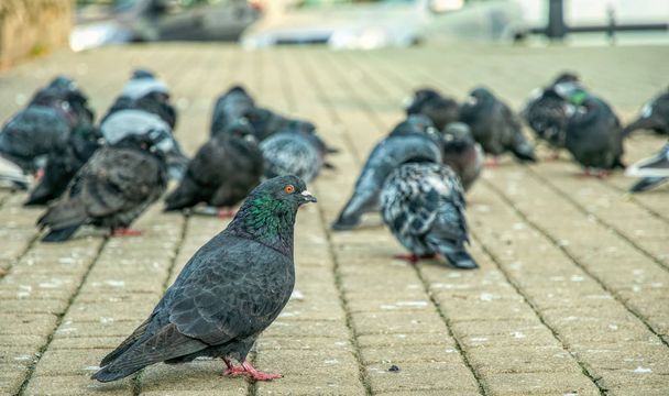 Krakow / Poland - November 29 2019: pigeons on the tiled roof of a historic building in Kazimierz, an old district of Krakow in Poland. The modern life of animals on the streets of European cities - 写真・画像