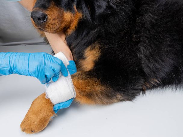 The vet bandages the wound on the dogs paw. Treatment dogs have the vet. - Foto, imagen