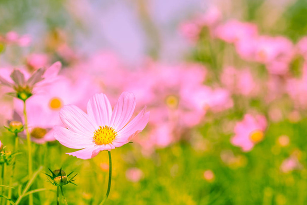 ヴィンテージスタイルで屋外の花の庭の牧草地の背景に美しいピンクのコスモスの花のフィールドの選択的なソフトフォーカス。冬に咲く色とりどりのコスモス春の大自然. - 写真・画像