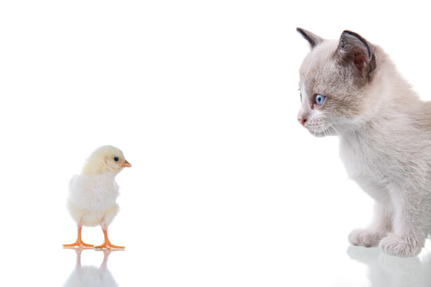 Kitten and Chick - Valokuva, kuva