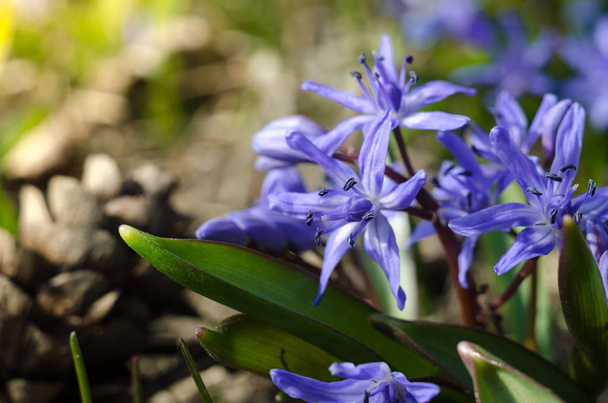 Πρώτο ανοιξιάτικο λουλούδι του δάσους, η Scilla Siberica. Όμορφα μπλε λουλούδια την ανοιξιάτικη ηλιόλουστη μέρα. - Φωτογραφία, εικόνα