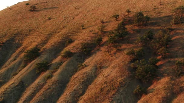 Zijaanzicht van bergachtig landschap met groeiende struiken onder de zonsondergang licht in de avond. Neergeschoten. Luchtfoto van heuvelachtig gebied op blauwe lucht achtergrond. - Video