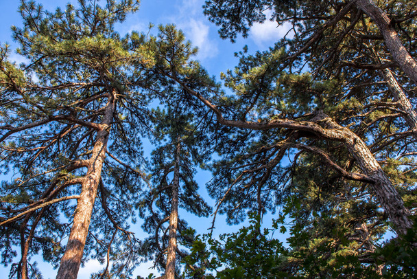 Dennenbomen in de bergen op de helling op een zomerdag - Foto, afbeelding
