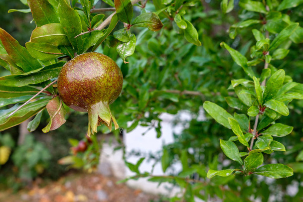 φρούτα ροδιού σε μια καλοκαιρινή μέρα σε ένα πράσινο δέντρο με φύλλα - Φωτογραφία, εικόνα