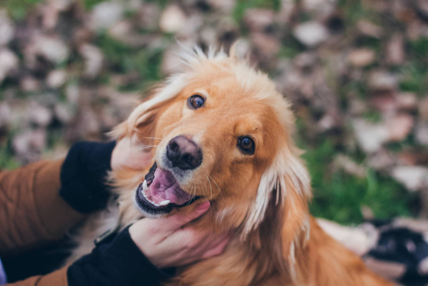 Retrato de un perro Golden Retriever - Foto, Imagen