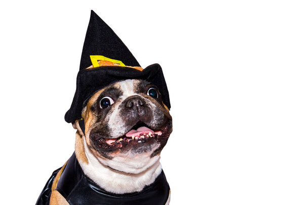 Cadılar Bayramı kostümlü Fransız Bulldog 'u beyaz arka planda izole edilmiş.. - Fotoğraf, Görsel
