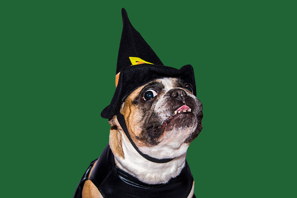 Ginger dog french bulldog dressed up in black witch monster costume for halloween - Photo, Image