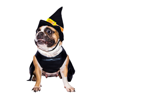 French Bulldog in Halloween costume isolated on a white background. - Photo, Image