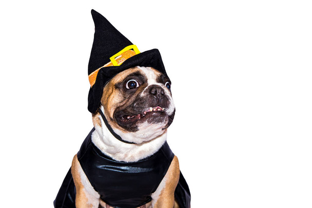 Cadılar Bayramı kostümlü Fransız Bulldog 'u beyaz arka planda izole edilmiş.. - Fotoğraf, Görsel