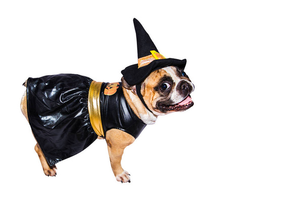 French Bulldog in Halloween costume isolated on a white background. - Fotografie, Obrázek