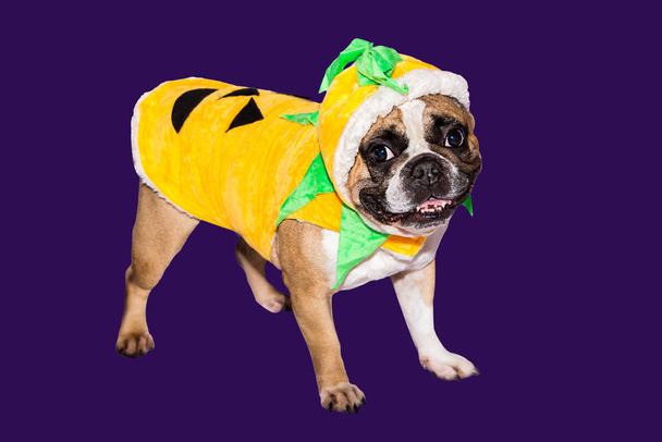 Ginger dog french bulldog dressed up as a yellow orange pumpkin for halloween with hat - 写真・画像