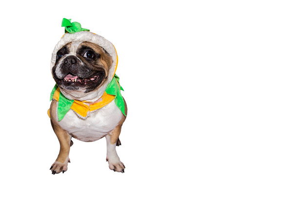 Ginger dog french bulldog dressed up as a yellow orange pumpkin for halloween with hat on isolated background - Photo, Image