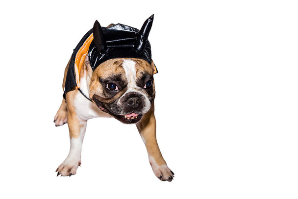 犬フランスのブルドッグは黒の悪魔の衣装に身を包んだ角を持つハロウィーンのための帽子を持つ隔離された背景 - 写真・画像