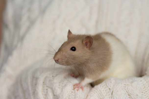 beżowy szczur siedzi na beżowej kratce, tło z teksturą - Zdjęcie, obraz