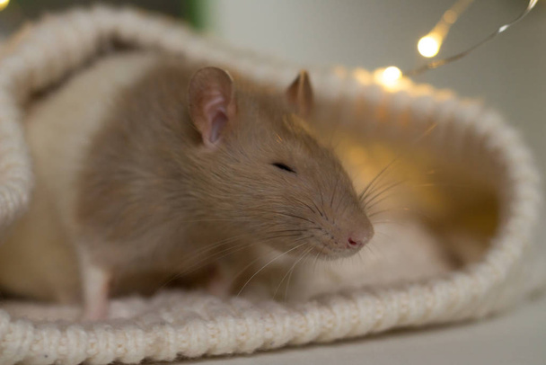 por la noche, en medio de las luces de una guirnalda, una rata beige con manchas marrones se asoma por la puerta de un suéter beige. Año nuevo se acerca
 - Foto, Imagen