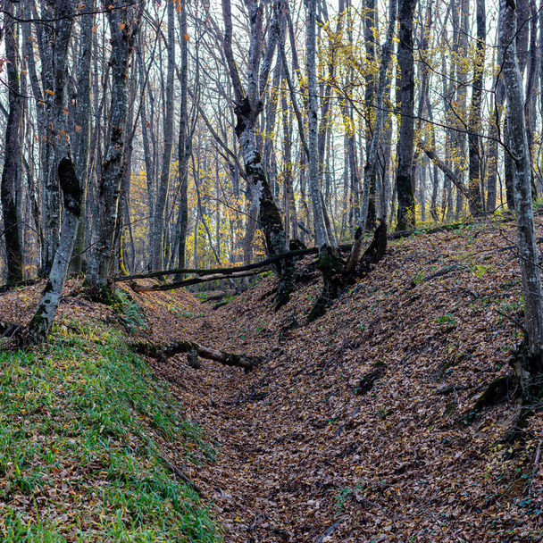 Autumn forest, weightless state of nature, fallen leaves, serene breath of autumn, walking alone with nature. - Φωτογραφία, εικόνα