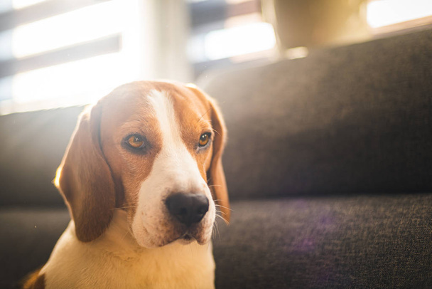 Собака в приміщенні на дивані портрет у світлій кімнаті. Тло собаки
 - Фото, зображення
