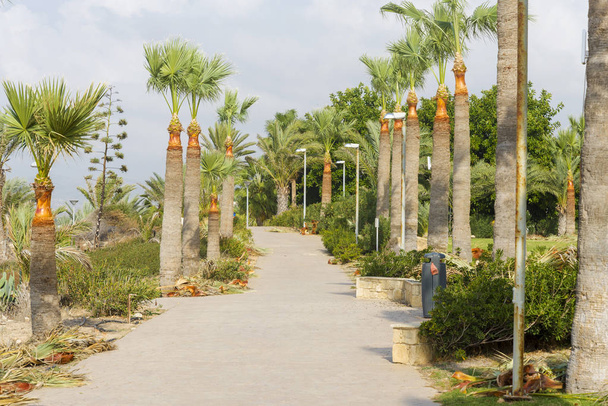 Walking path along the palm trees on the island of Cyprus. - Photo, Image