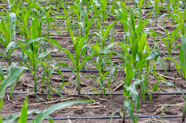 Maisfarm mit Tauchwassersystem. diy automatisches Bewässerungssystem für Pflanzengemüse.  - Foto, Bild