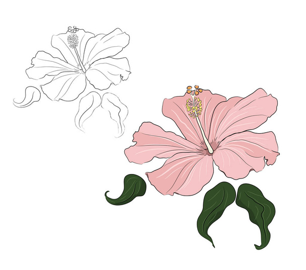 Set of hibiscus flowers colored and black and white1 - Διάνυσμα, εικόνα