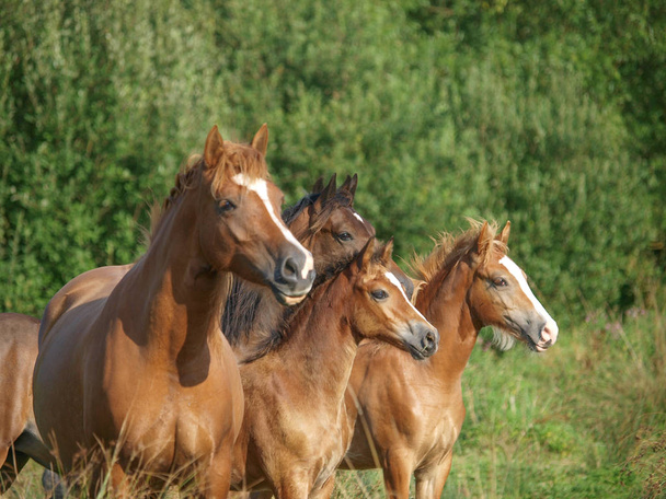 Troupeau de chevaux - Photo, image