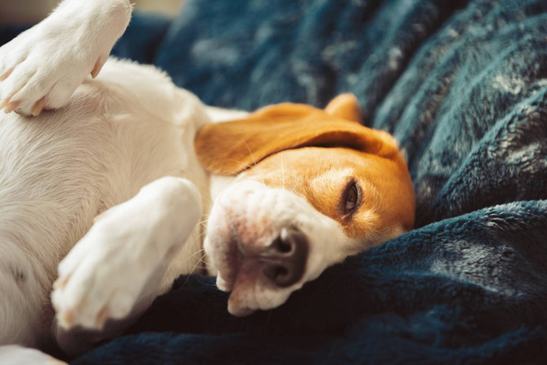 Beagle-Hund schläft müde auf dem Sofa - Foto, Bild