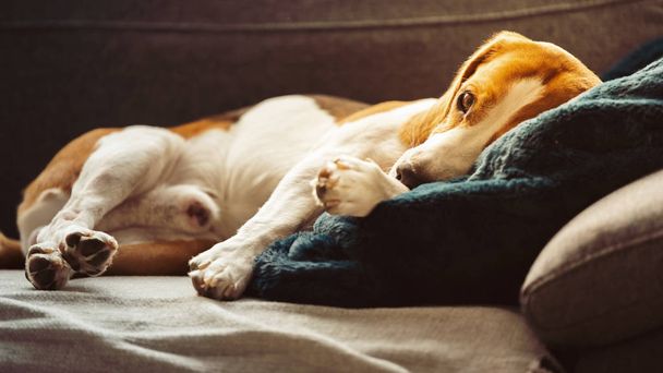 Beagle kutya fáradt alszik a kanapén - Fotó, kép