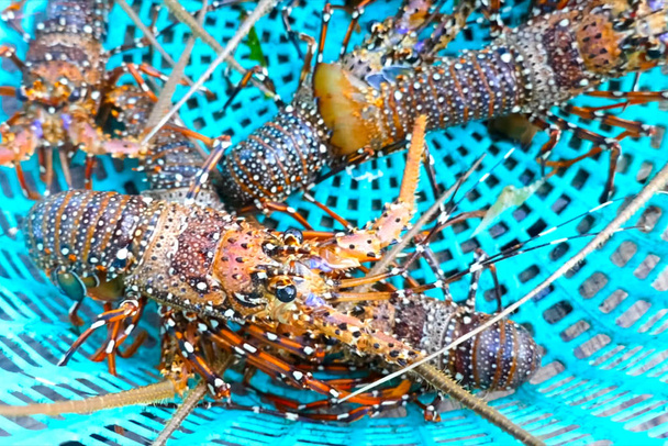 Élő tüskés homárok a kosárban. homárok kifogása egy gazdaságban. - Fotó, kép